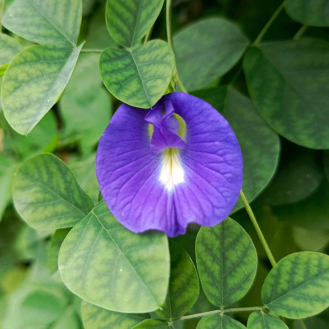 butterfly pea