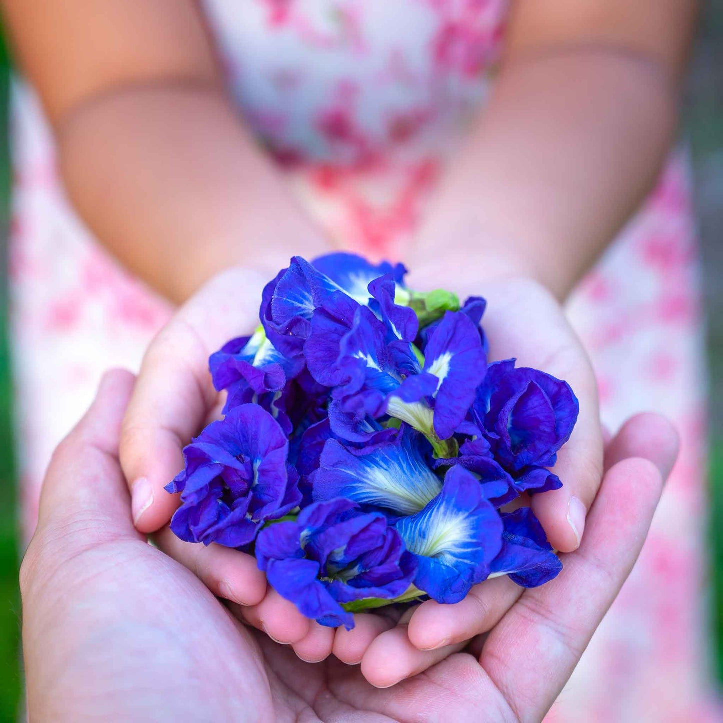 butterfly pea