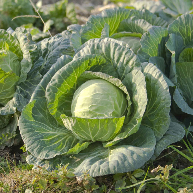 cabbage all seasons