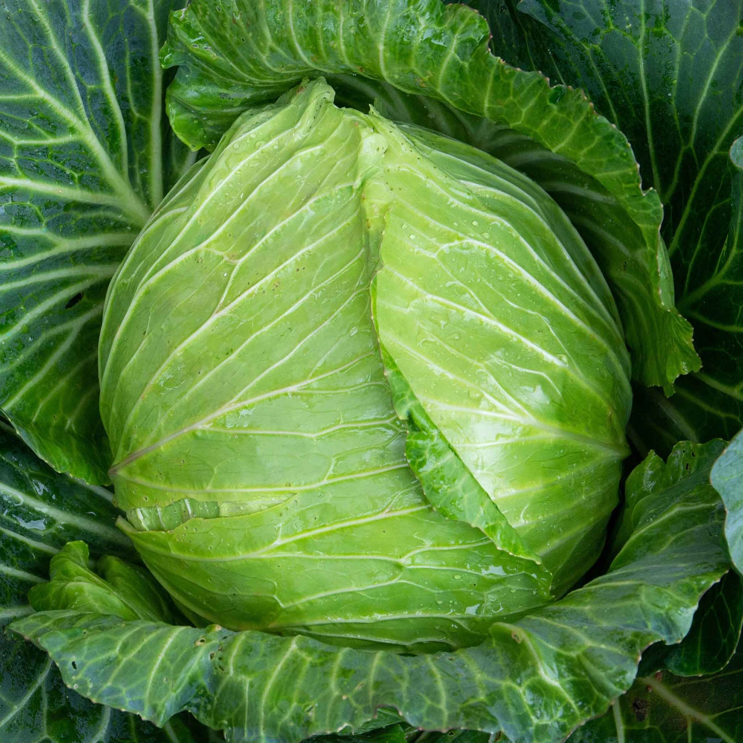 cabbage golden acre