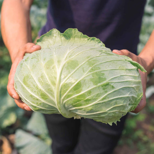 cabbage late flat dutch