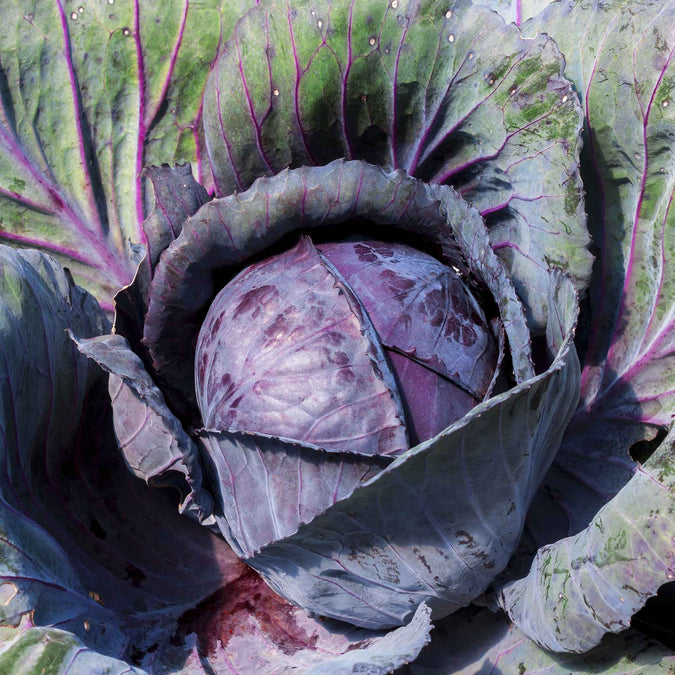 cabbage red acre