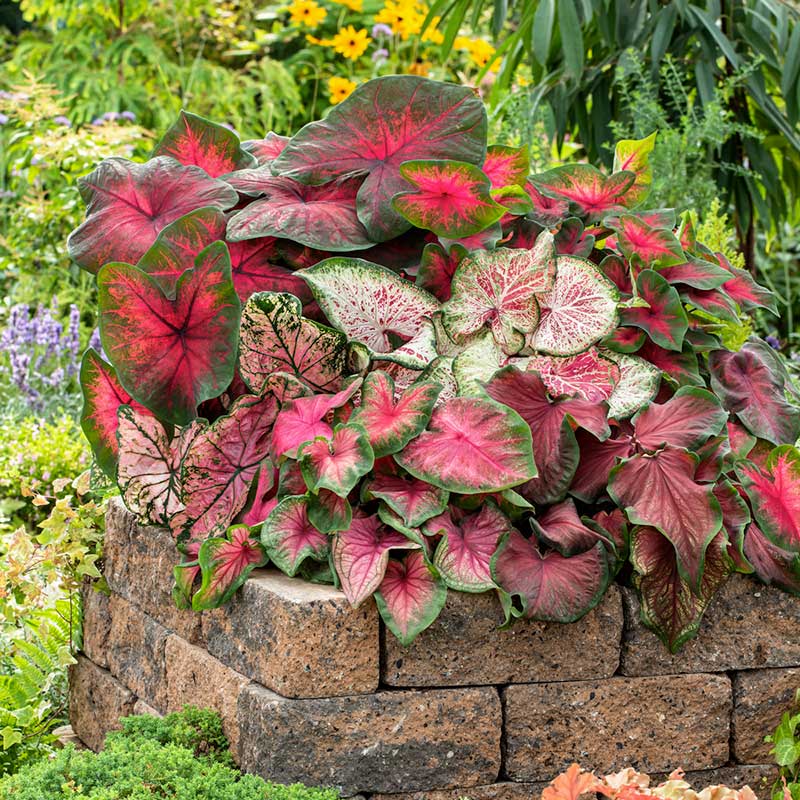 caladium fancy leaf mix | copyright: Floramedia UK Ltd