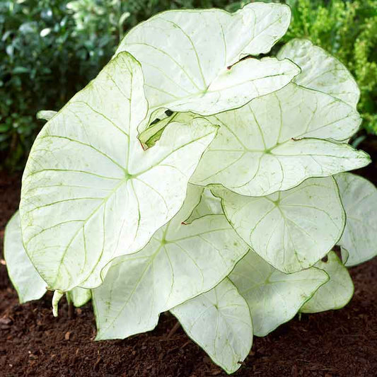 caladium florida moonlight