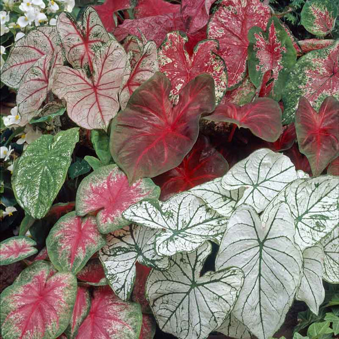 caladium jumbo mix