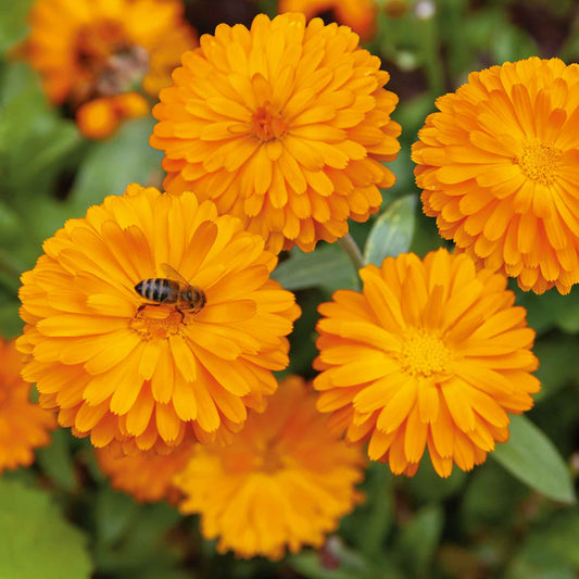 calendula pacific beauty orange