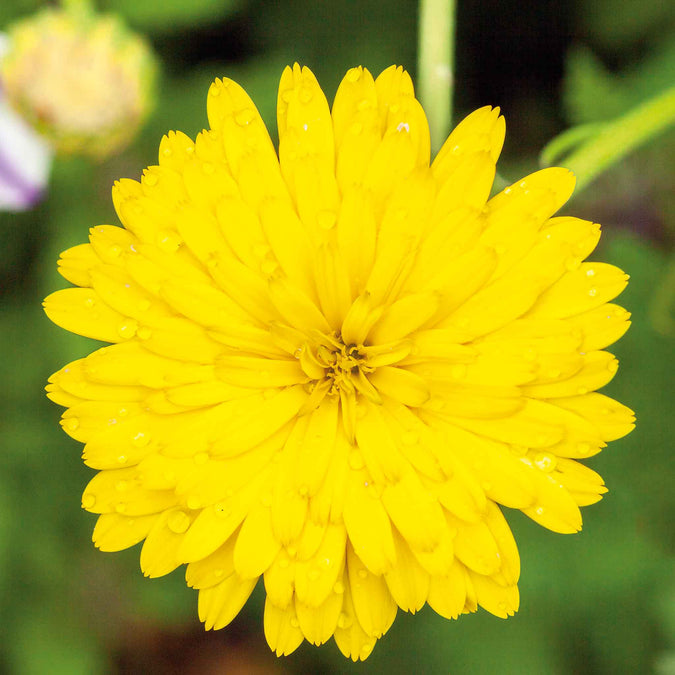 calendula pacific beauty yellow