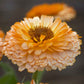 calendula pink surprise