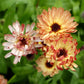 calendula sunset buff