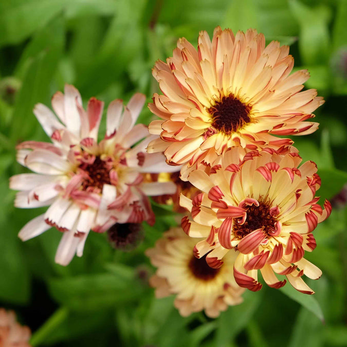 calendula sunset buff