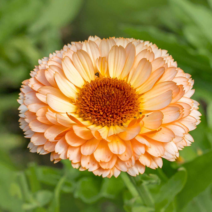 calendula sunset buff