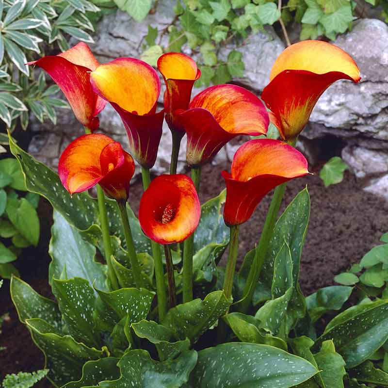 Calla Lily Bulbs - Flame | Spring Flower Bulbs | Eden Brothers