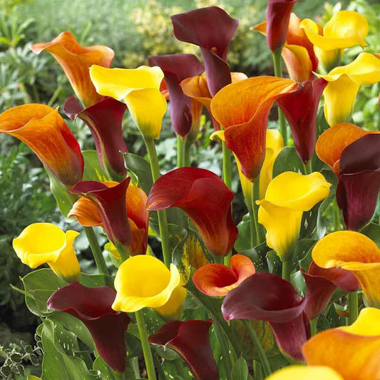 Calla Lily Bulbs - Hot Mix