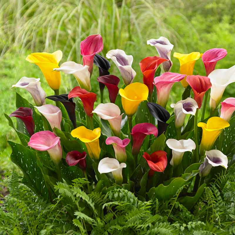 calla lily mixed