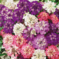 candytuft fairy mix