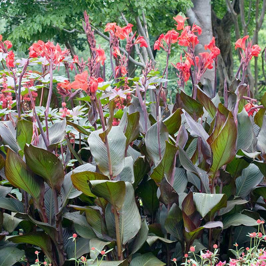 canna lily australia | copyright: Floramedia UK Ltd