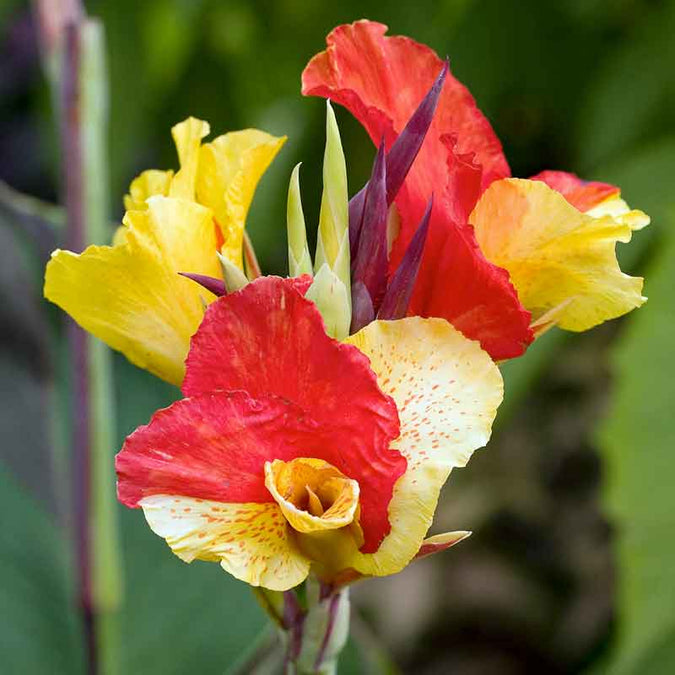 canna lily cleopatra | copyright: Floramedia UK Ltd