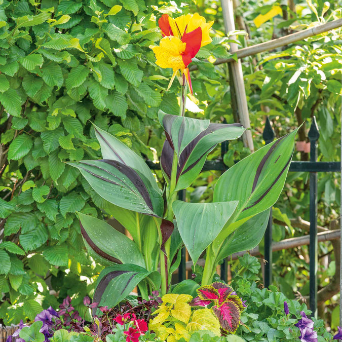 canna lily cleopatra