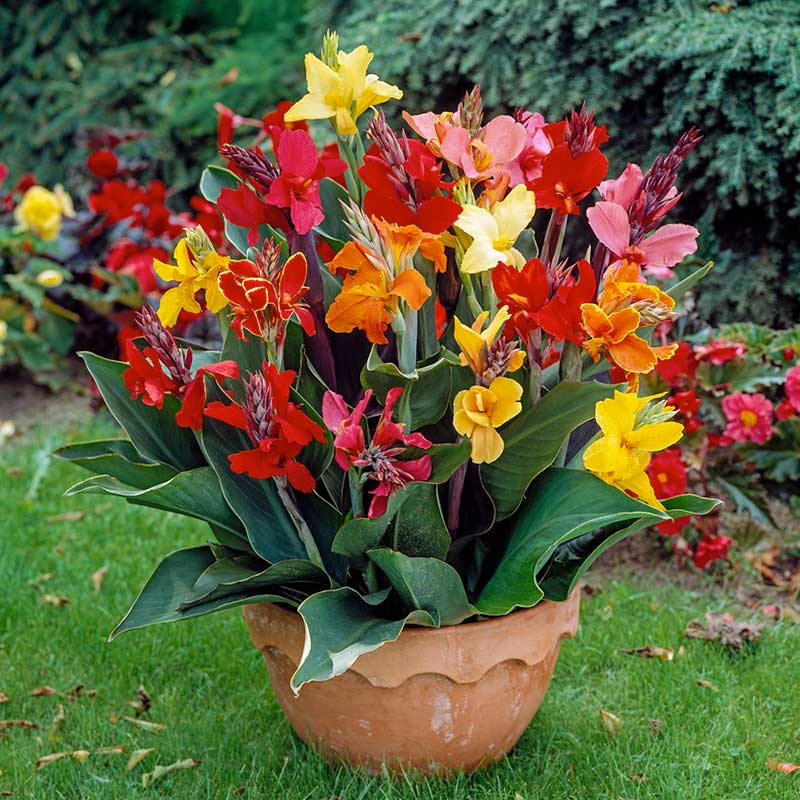 canna lily dwar mix | copyright: Floramedia UK Ltd