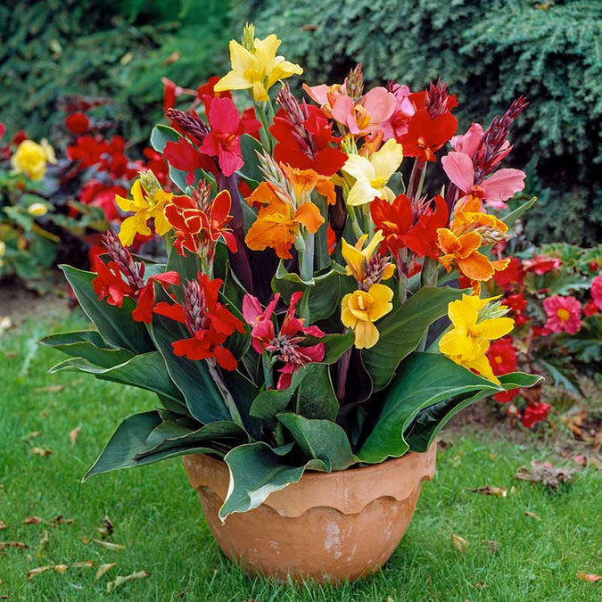 canna lily dwar mix | copyright: Floramedia UK Ltd