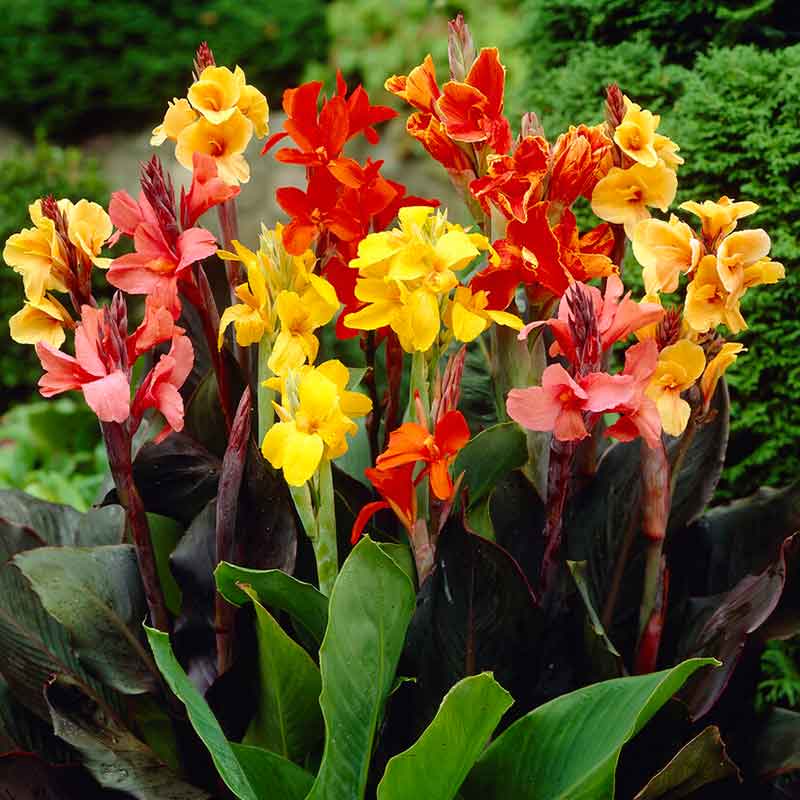 canna lily mixed