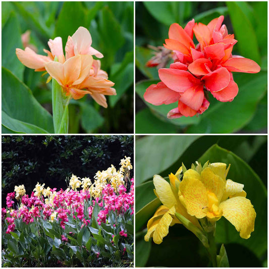 canna lily pastel mix