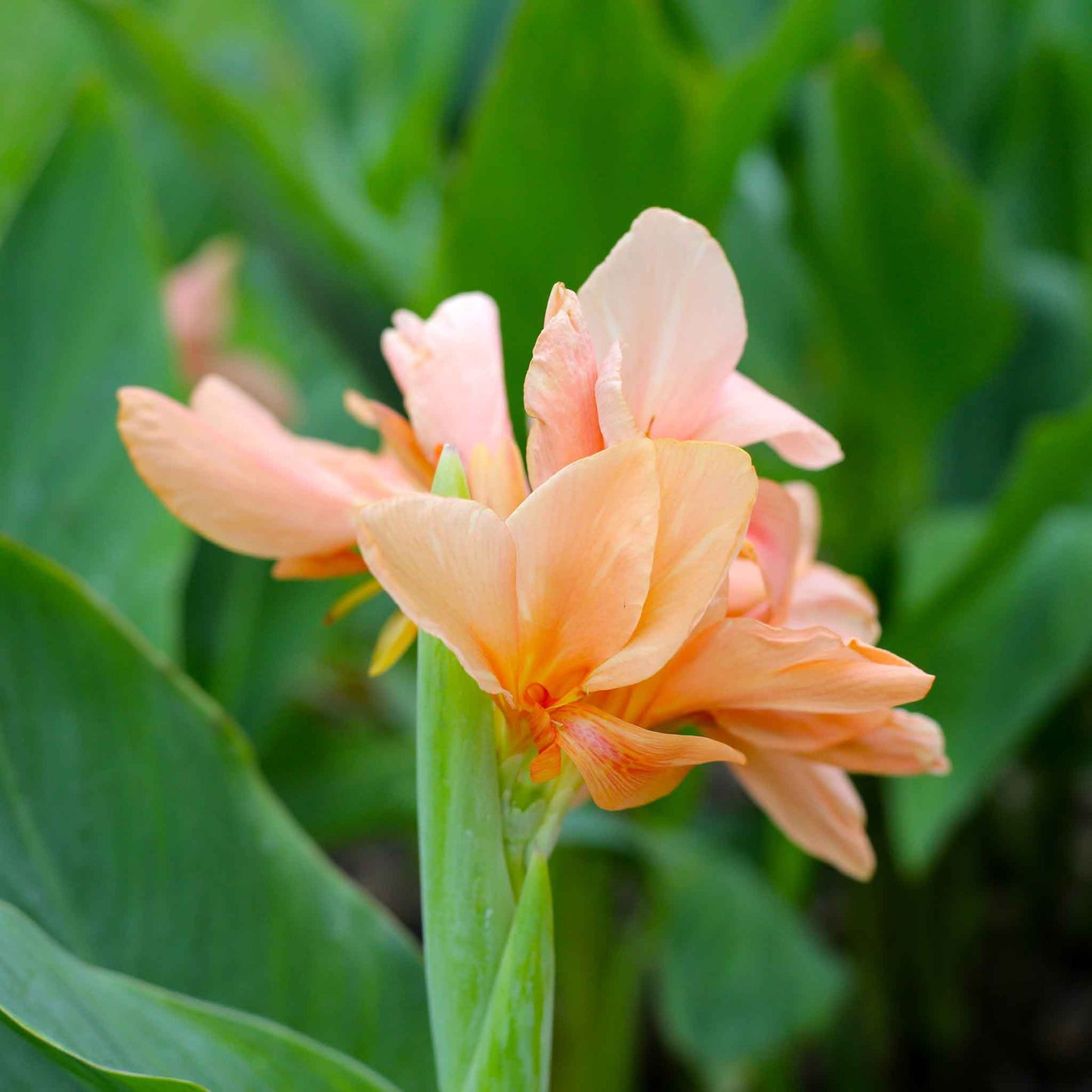 canna lily pastel mix