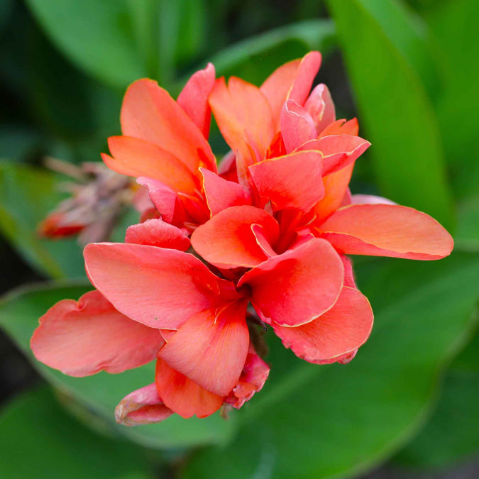 canna lily pastel mix