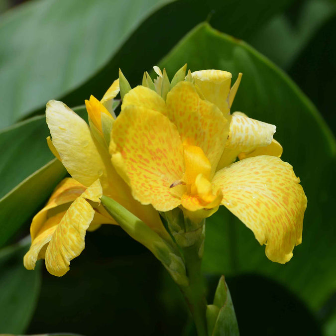 canna lily pastel mix