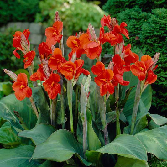 canna lily the president