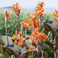 canna lily wyoming