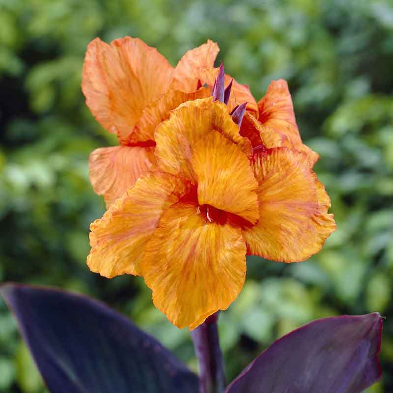 canna lily wyoming