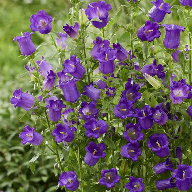 canterbury bells champion blue