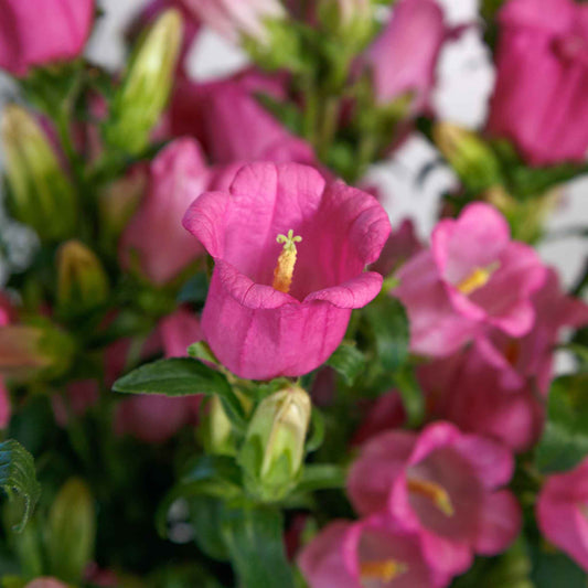 canterbury bells champion rose