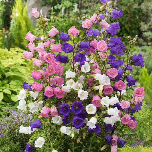 canterbury bells mixed | copyright: Floramedia UK Ltd