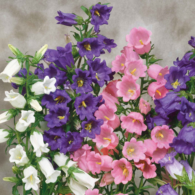 canterbury bells mixed