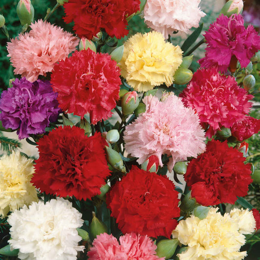 carnation chabaud mix