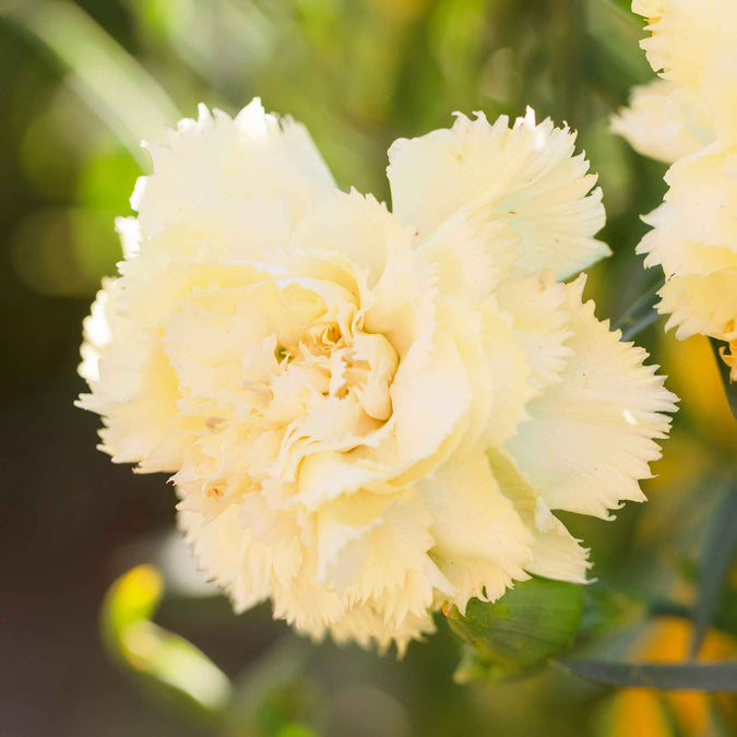 carnation marie chabaud