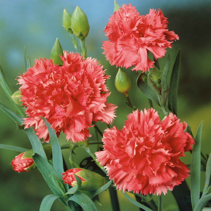 carnation orange sherbet