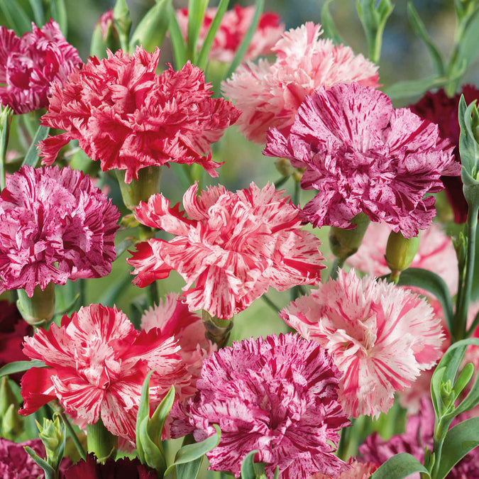 carnation picotee  mix