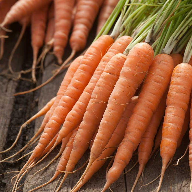 carrot organic chantenay red cored | copyright: Floramedia UK Ltd