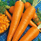 carrot danvers