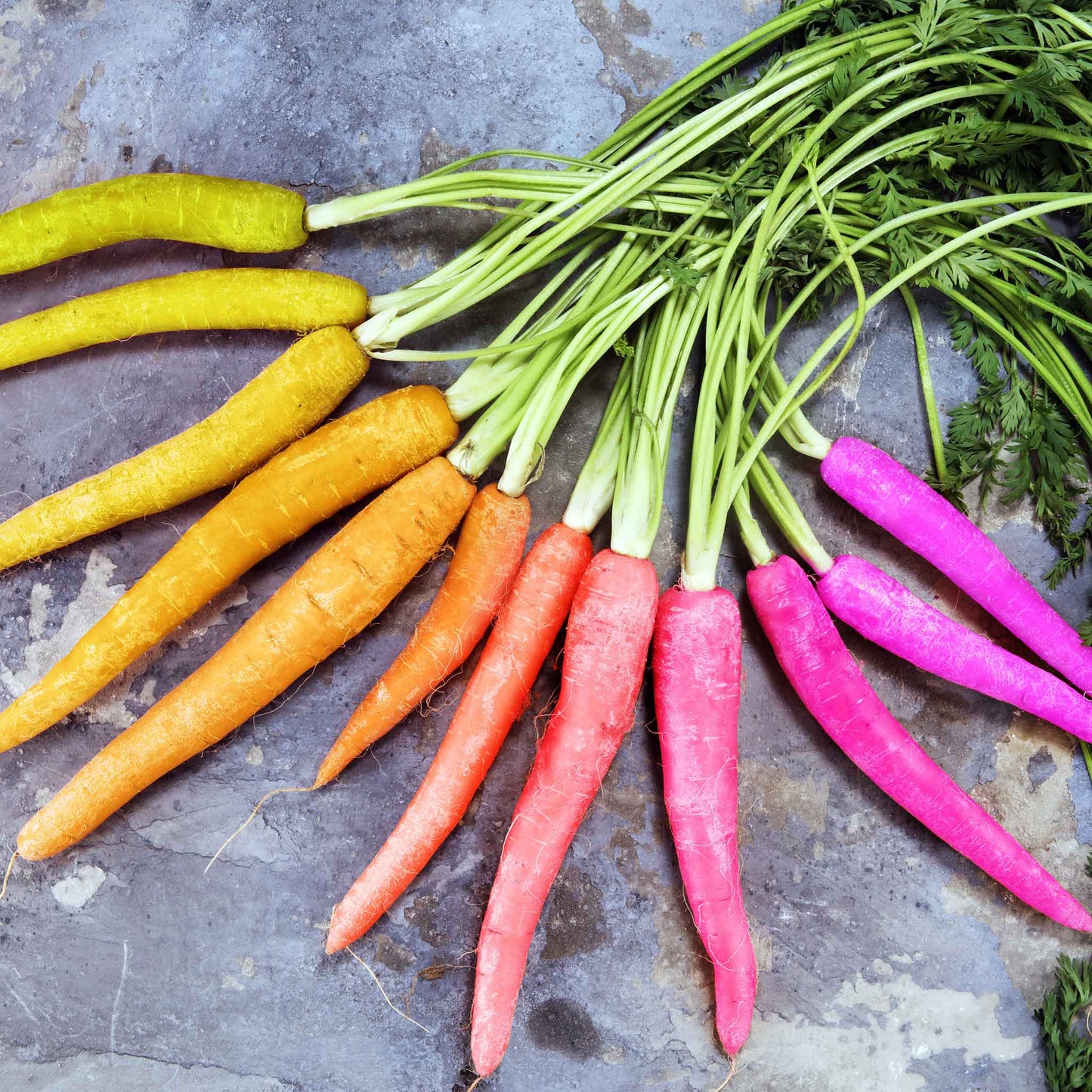 carrot organic rainbow blend