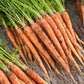 carrot scarlet nantes | copyright: Floramedia UK Ltd