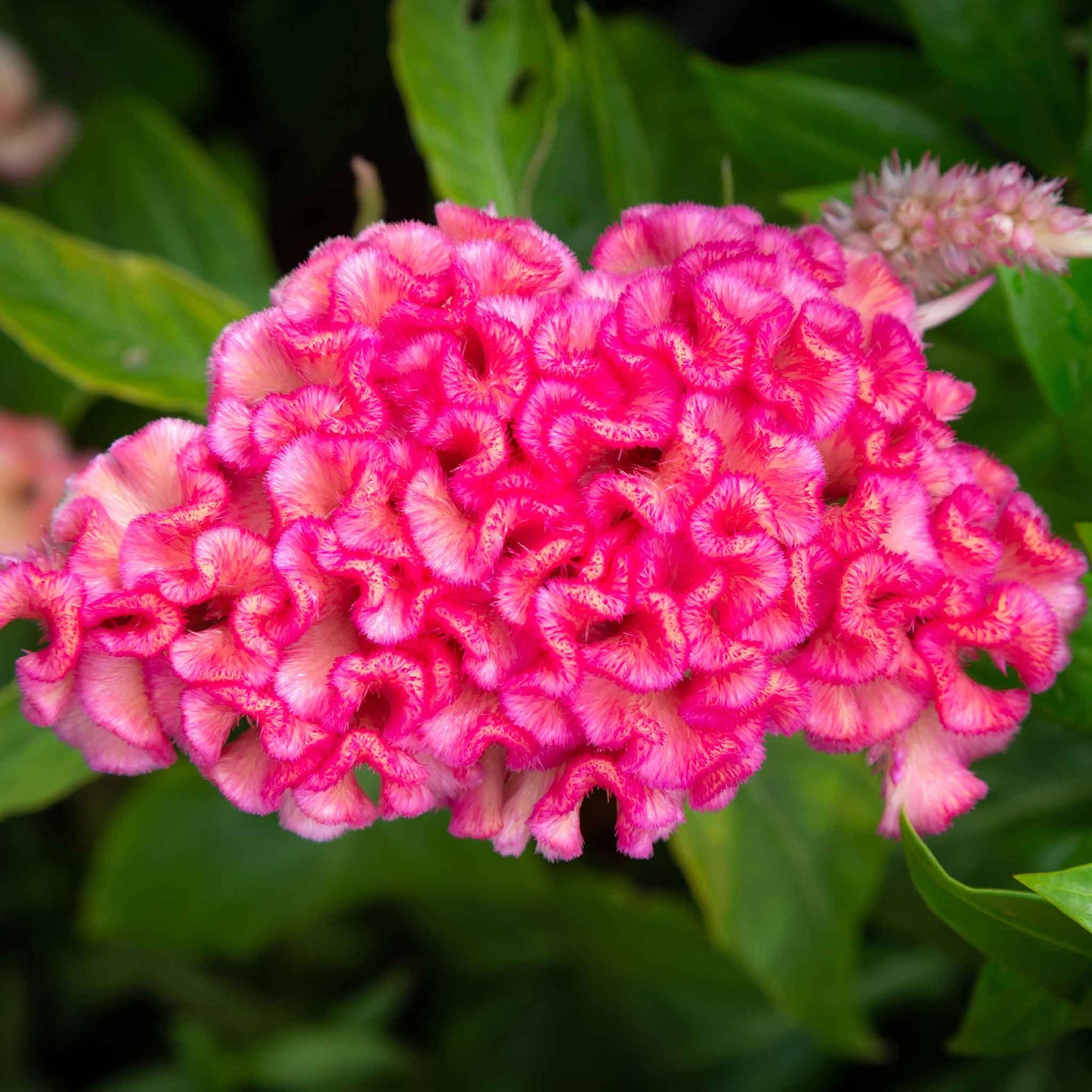 celosia chief rose