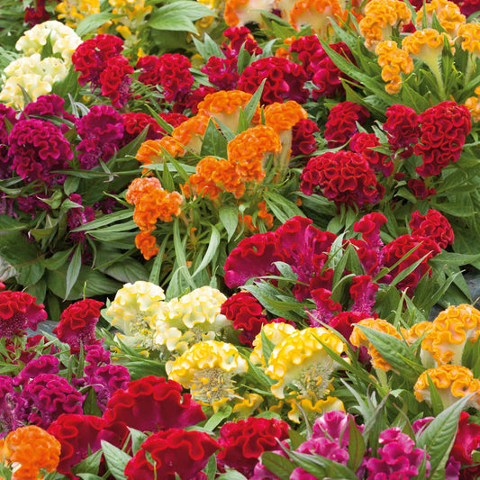 celosia cristata mix