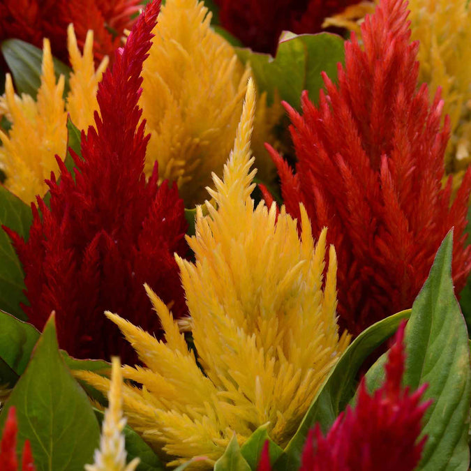 Celosia Seeds - First Flame Mix | Flower Seeds in Packets & Bulk | Eden ...