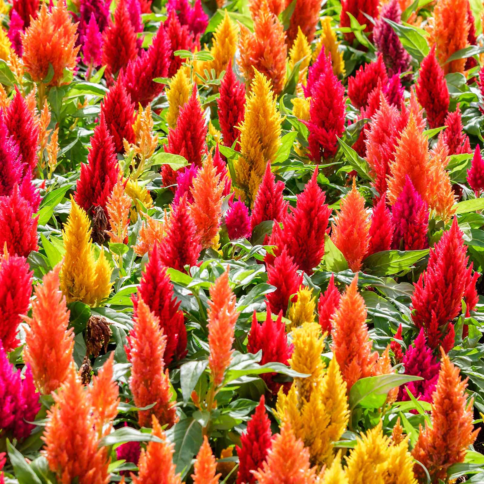 Celosia Seeds - First Flame Mix | Flower Seeds in Packets & Bulk | Eden ...