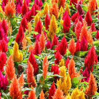 Celosia Seeds | Shop 7 Varieties | Eden Brothers