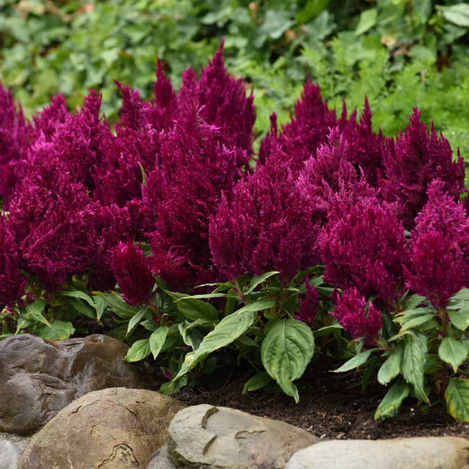 celosia first flame purple